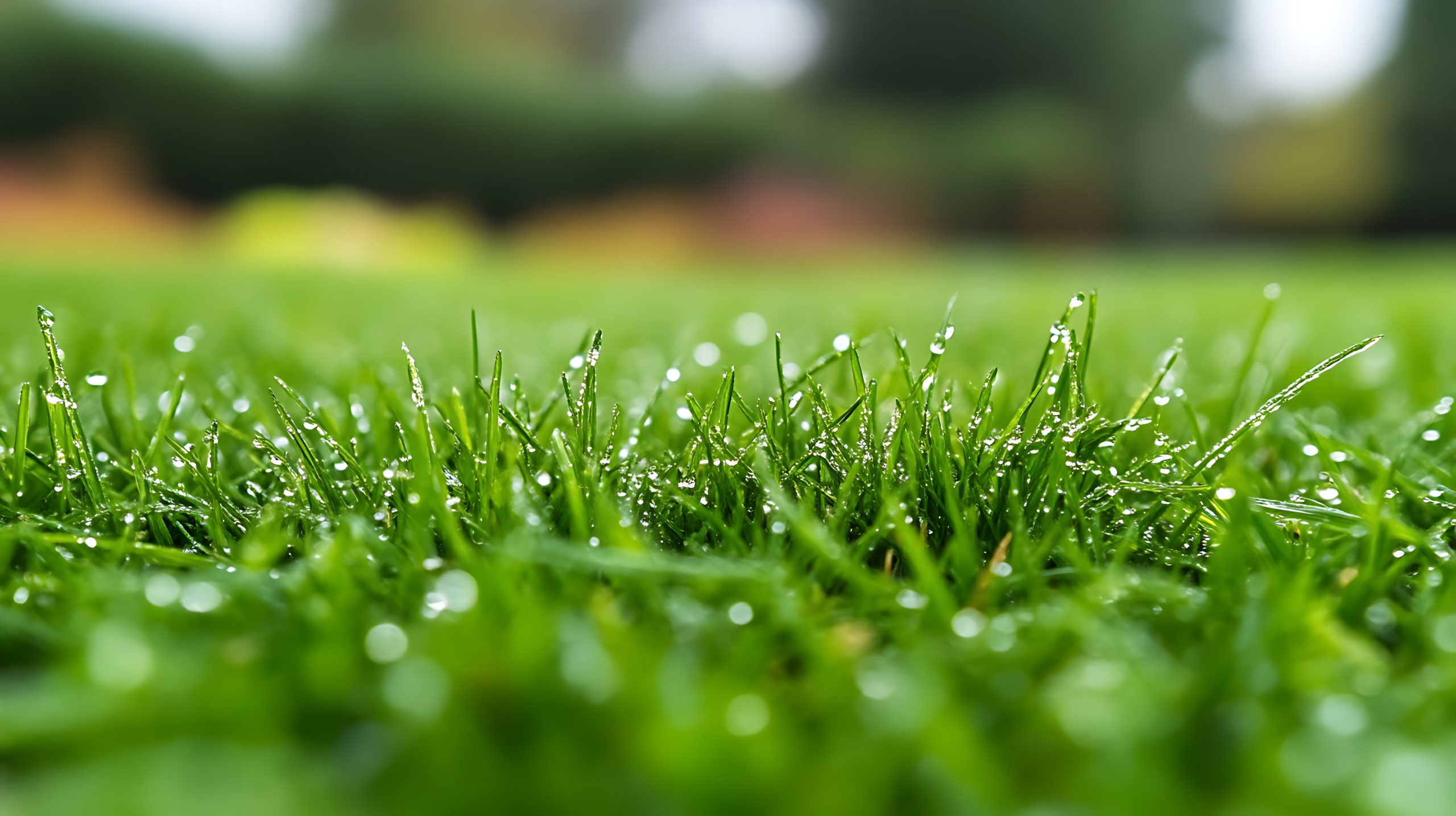 Growing a Beautiful and Healthy Lawn in Sandy Minnesota Soil
