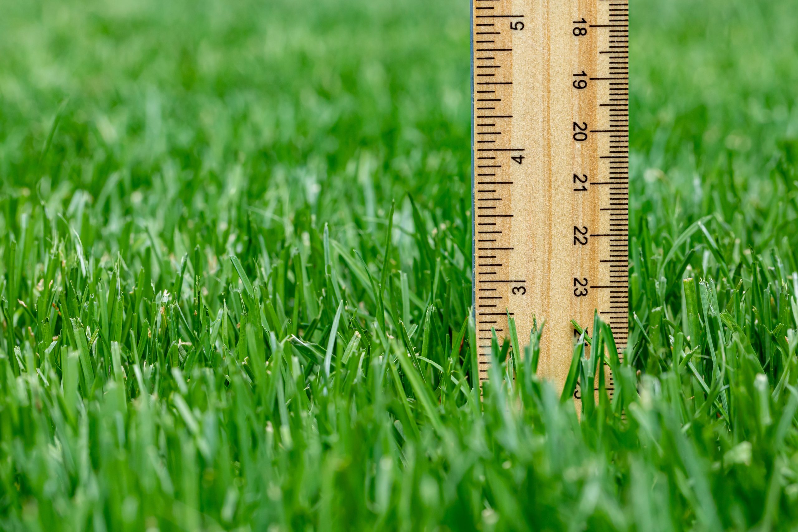 A wooden ruler stands upright in a lush, green grass field, measuring approximately 24 centimeters of grass height. The grass appears well-maintained and evenly cut.