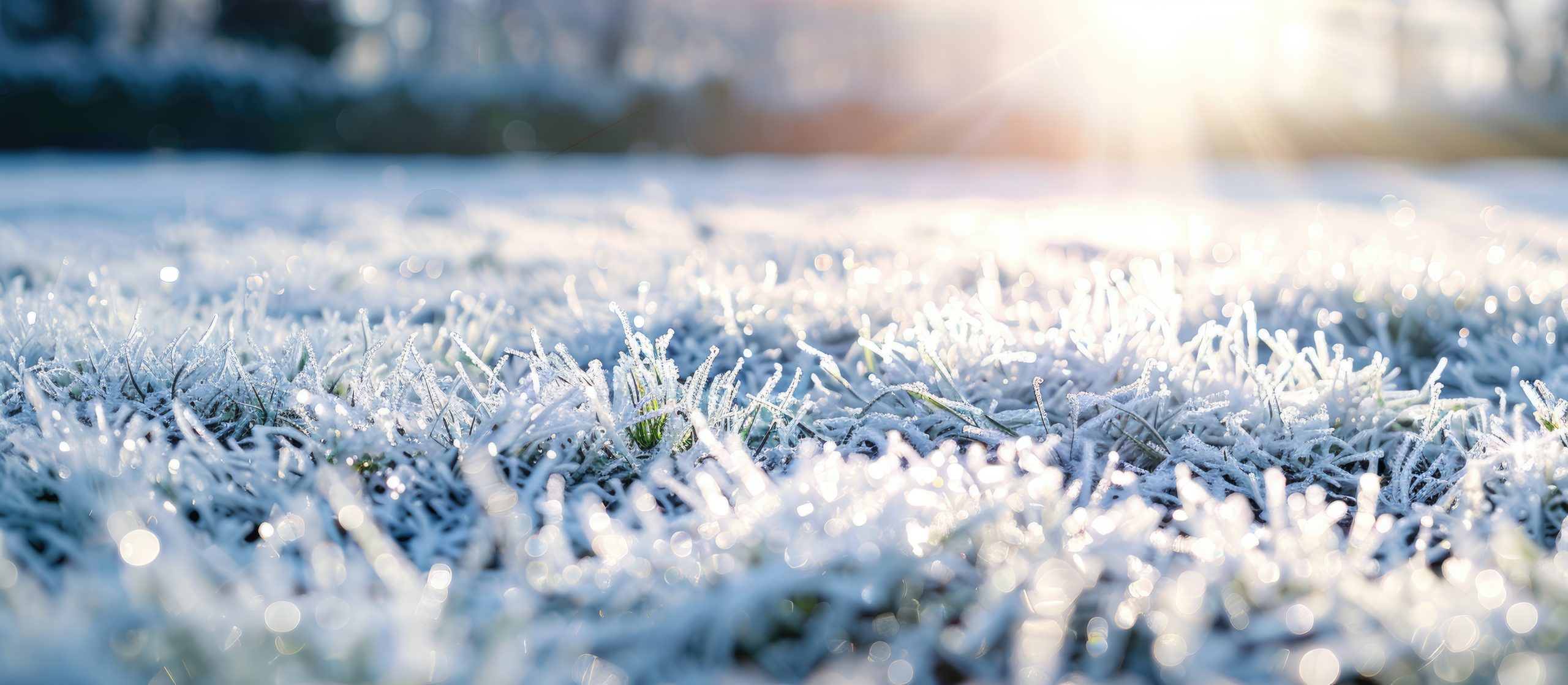 Close-up of frosted grass with sunlight shining in the background, creating a bright and sparkling effect on the icy blades. The scene conveys a crisp, cold morning atmosphere.