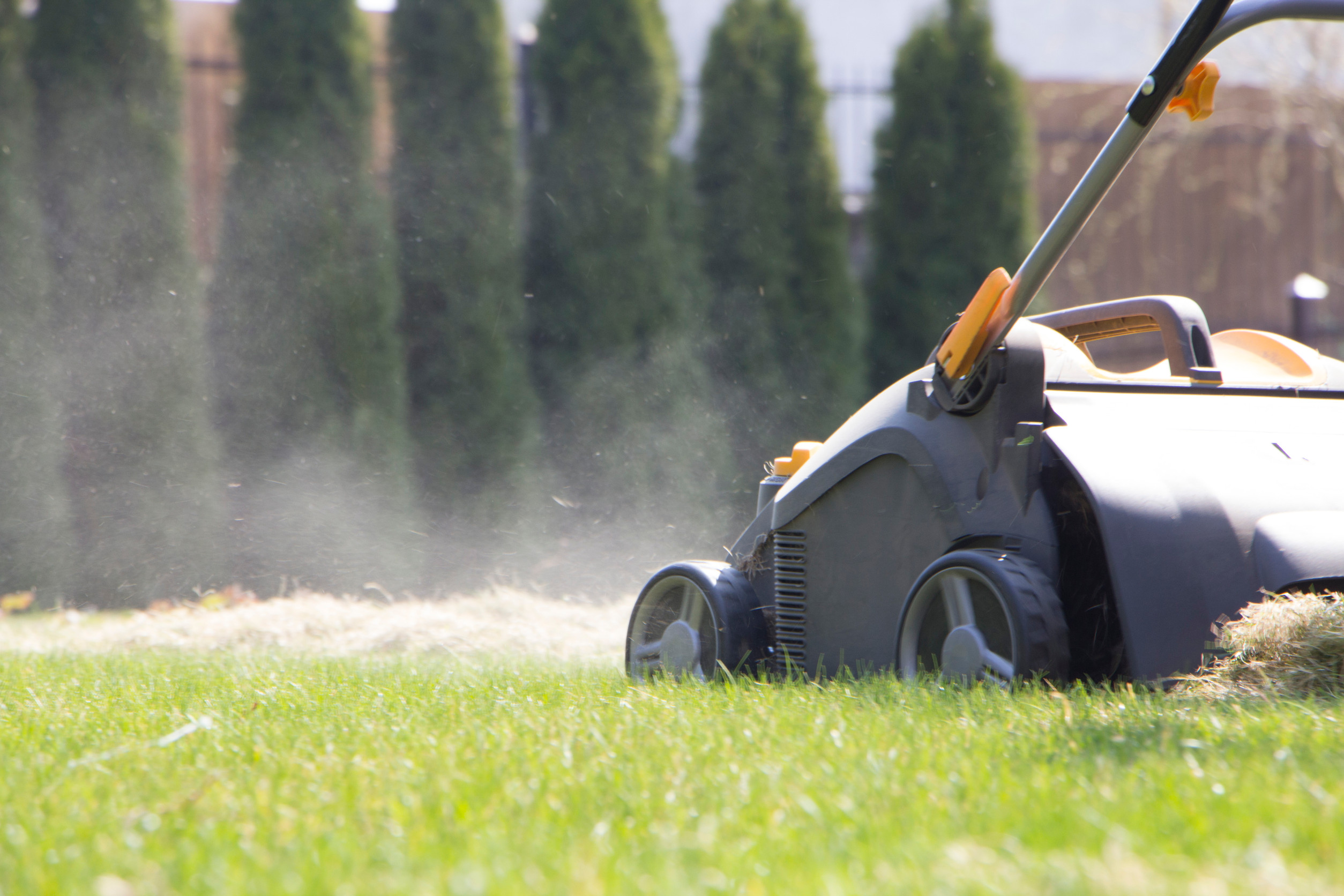 Electric lawnmower cutting grass in a sunny backyard. Freshly cut grass and clippings visible, with a row of tall, blurred evergreen trees in the background.