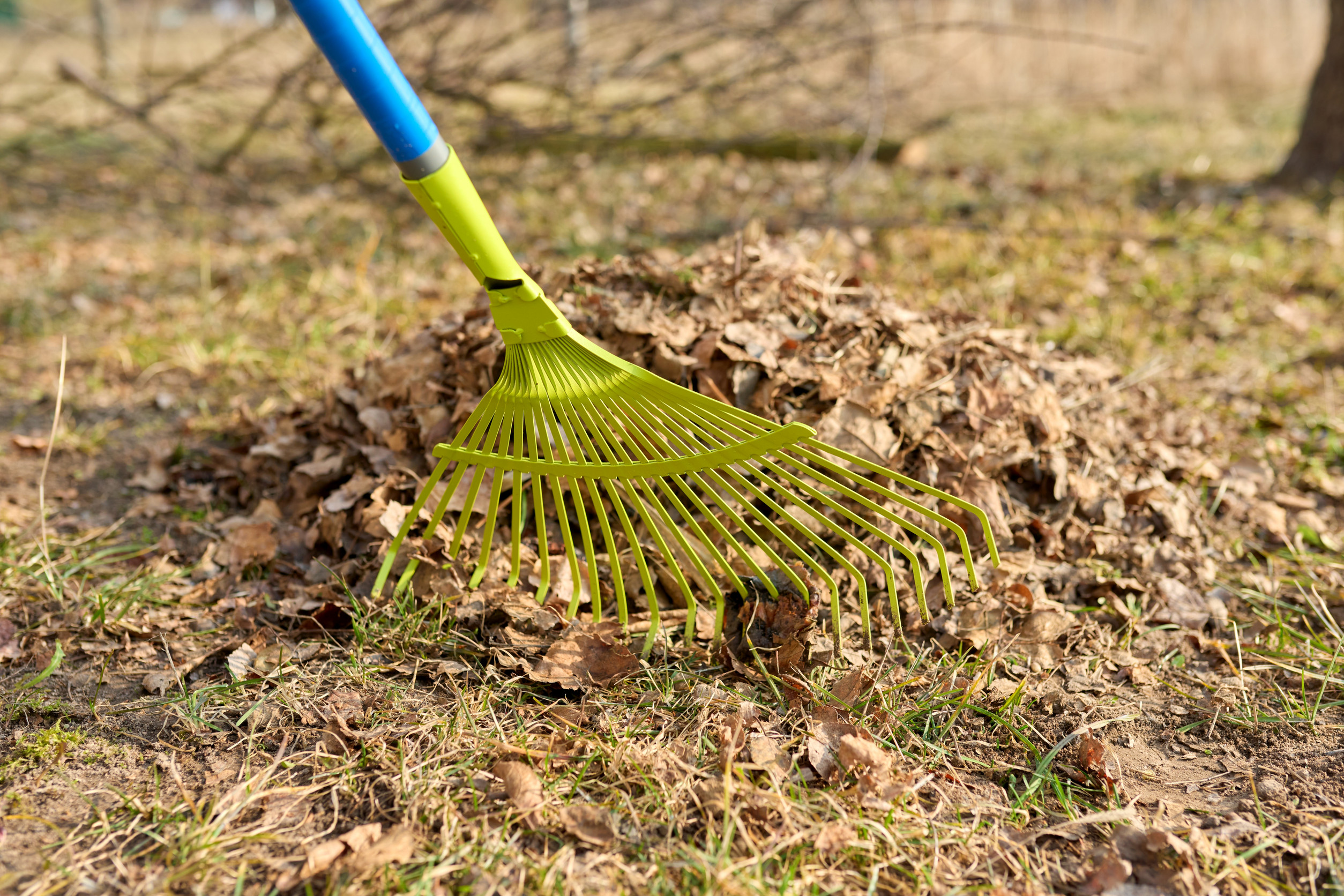 A close-up of a green rake with a blue handle gathering a pile of dry brown leaves on a lawn. The ground is partially covered in grass and small twigs, indicating a casual autumn garden cleanup. A blurred background of bare branches is visible.