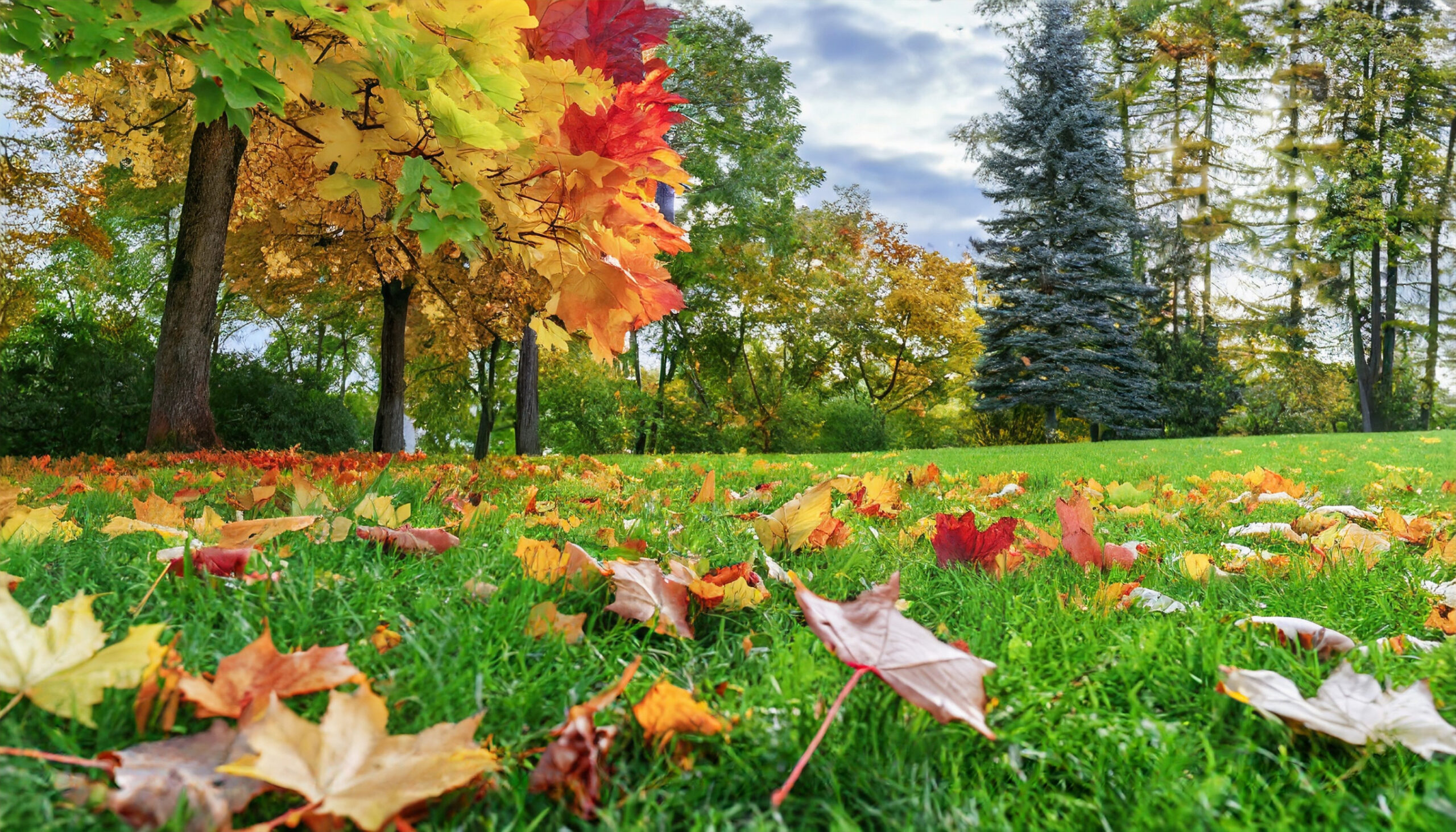 Colorful autumn leaves rest on green grass beneath trees with red, orange, and yellow foliage. The scene is set in a park with a mix of deciduous and evergreen trees under a partly cloudy sky.