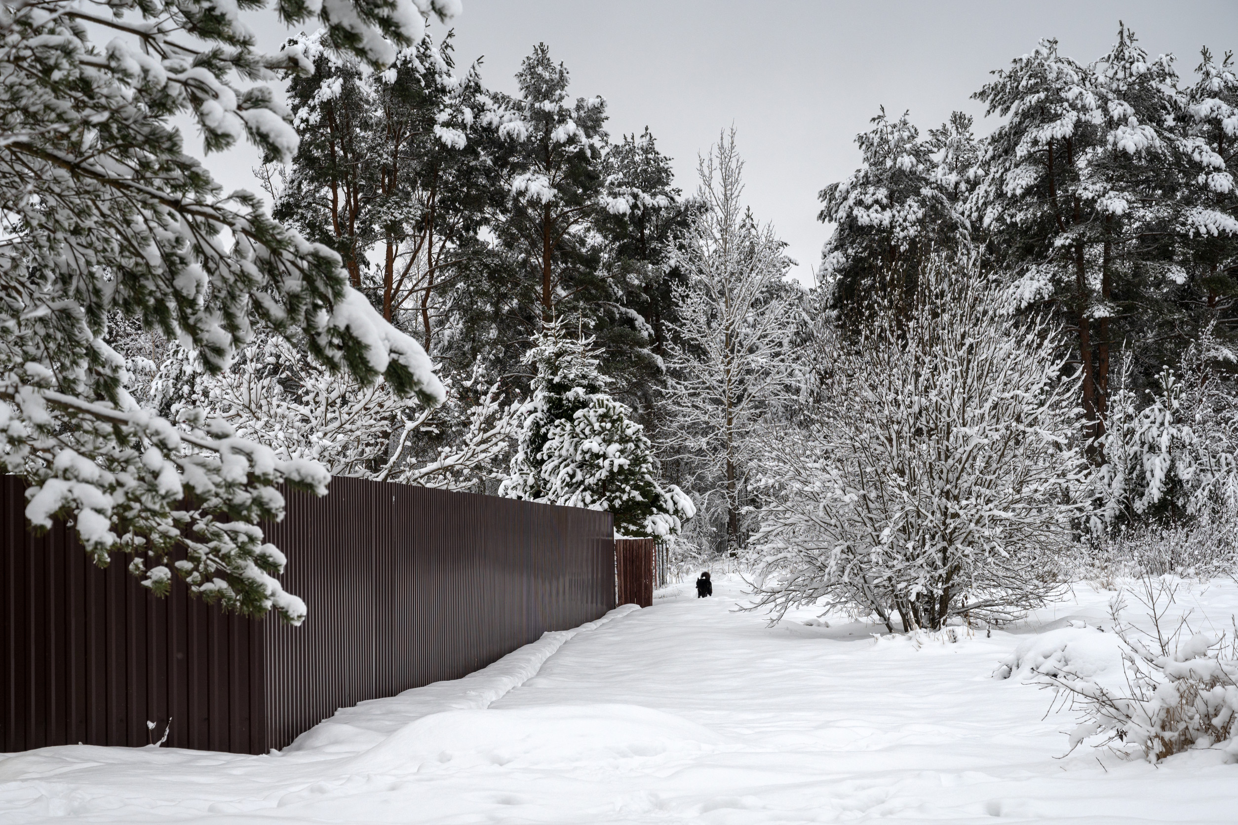 A snowy landscape with a brown metal fence on the left, evergreen trees covered in snow, and a black dog walking along a snow-covered path. The sky is overcast.