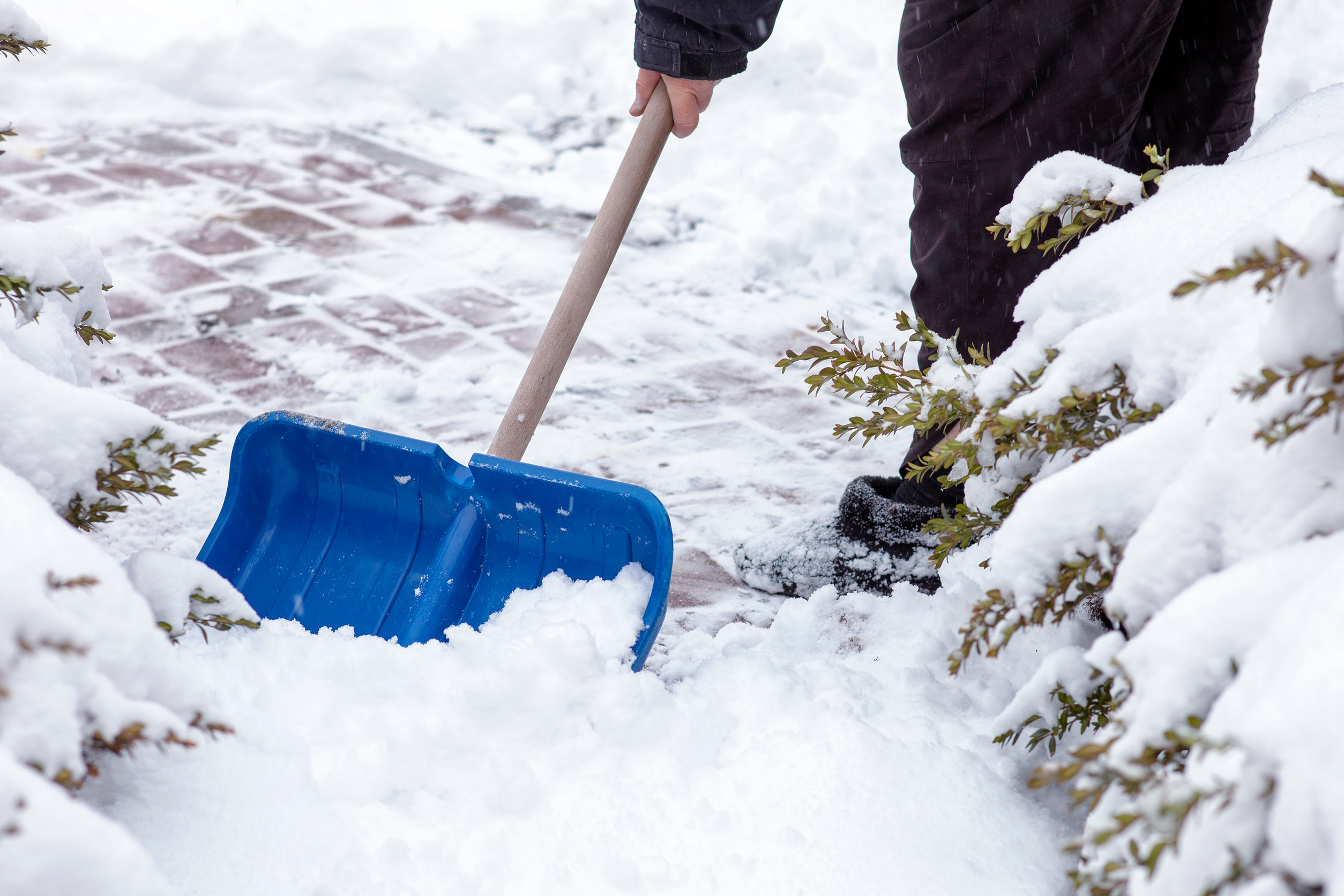 A person uses a blue snow shovel to clear snow from a brick pathway, surrounded by snow-covered bushes. Only their lower body and hand holding the shovel are visible.