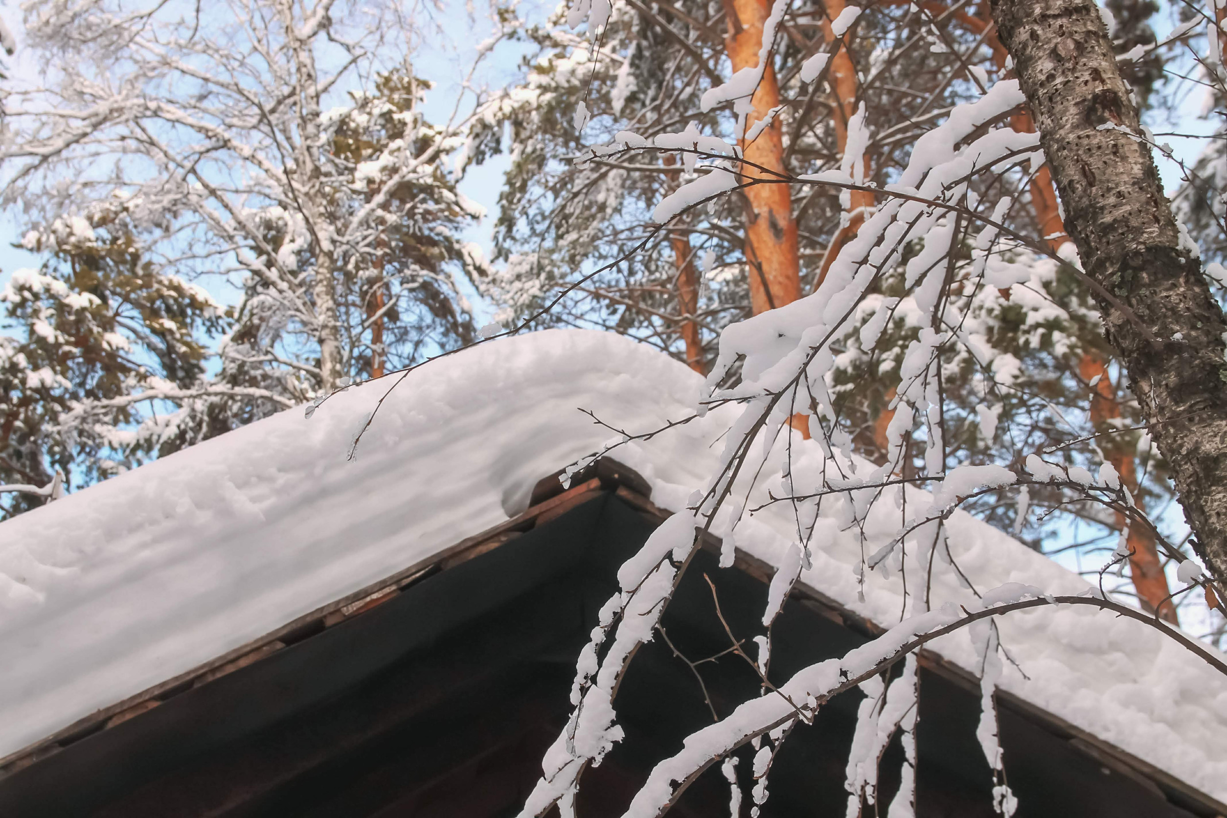 A close-up of a snow-covered roof with tree branches and pine trees also blanketed in snow in the background, under a bright blue sky.