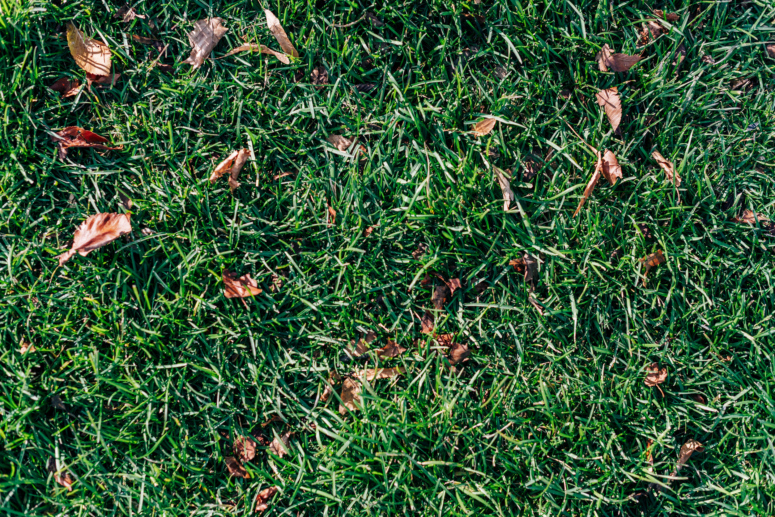 Green grass with scattered brown and orange autumn leaves lying on top, viewed from above in bright sunlight.