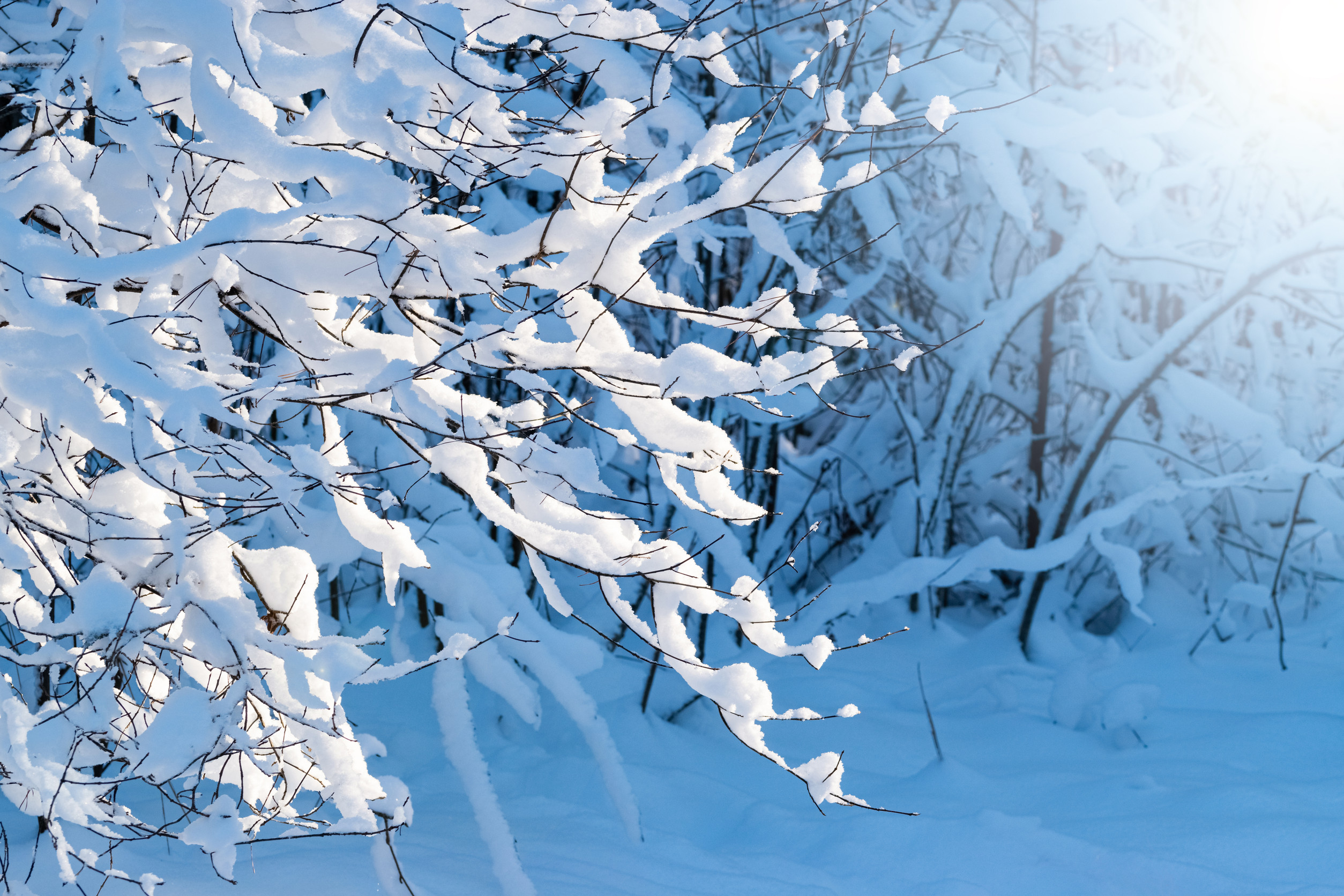 Snow-covered branches of trees and bushes in a winter landscape, with sunlight streaming in from the upper right corner, creating a peaceful and cold atmosphere.