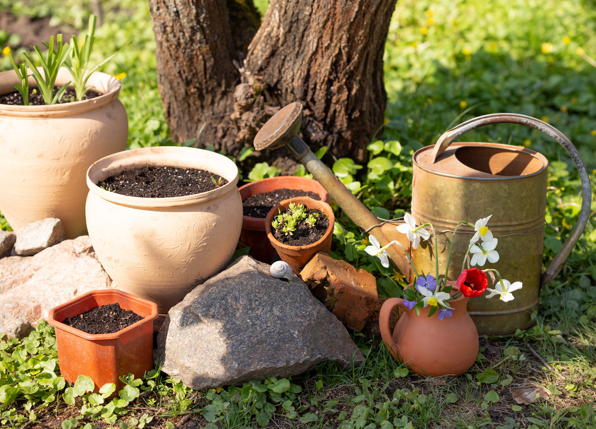 A group of potted plants and flowers sit on the grass by a tree. There is a metal watering can, a small jug with colorful flowers, terracotta pots with soil, and green plants in the background.