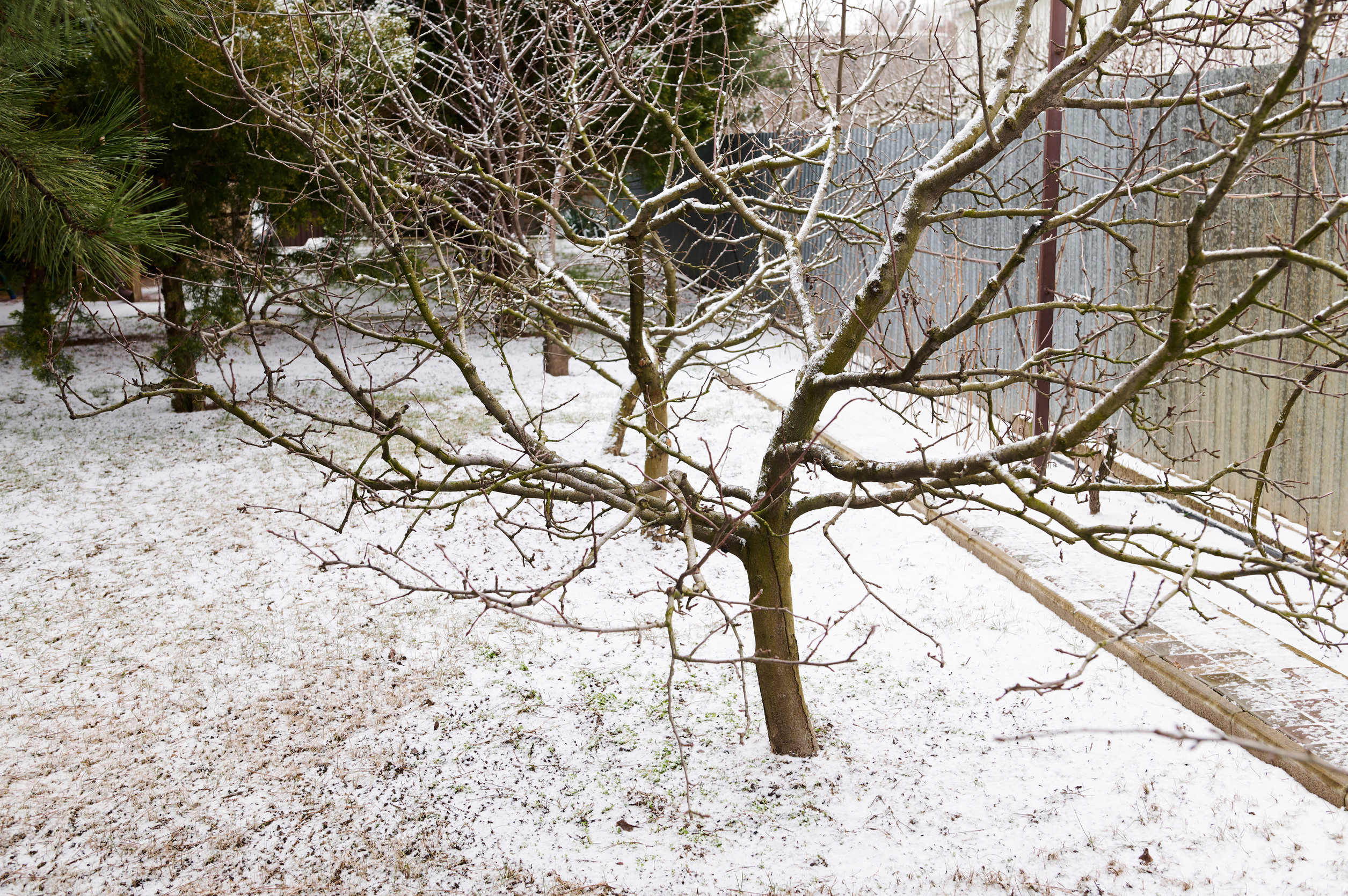 A leafless tree stands in a yard lightly covered with snow, next to a metal fence and surrounded by sparse grass and evergreen trees.