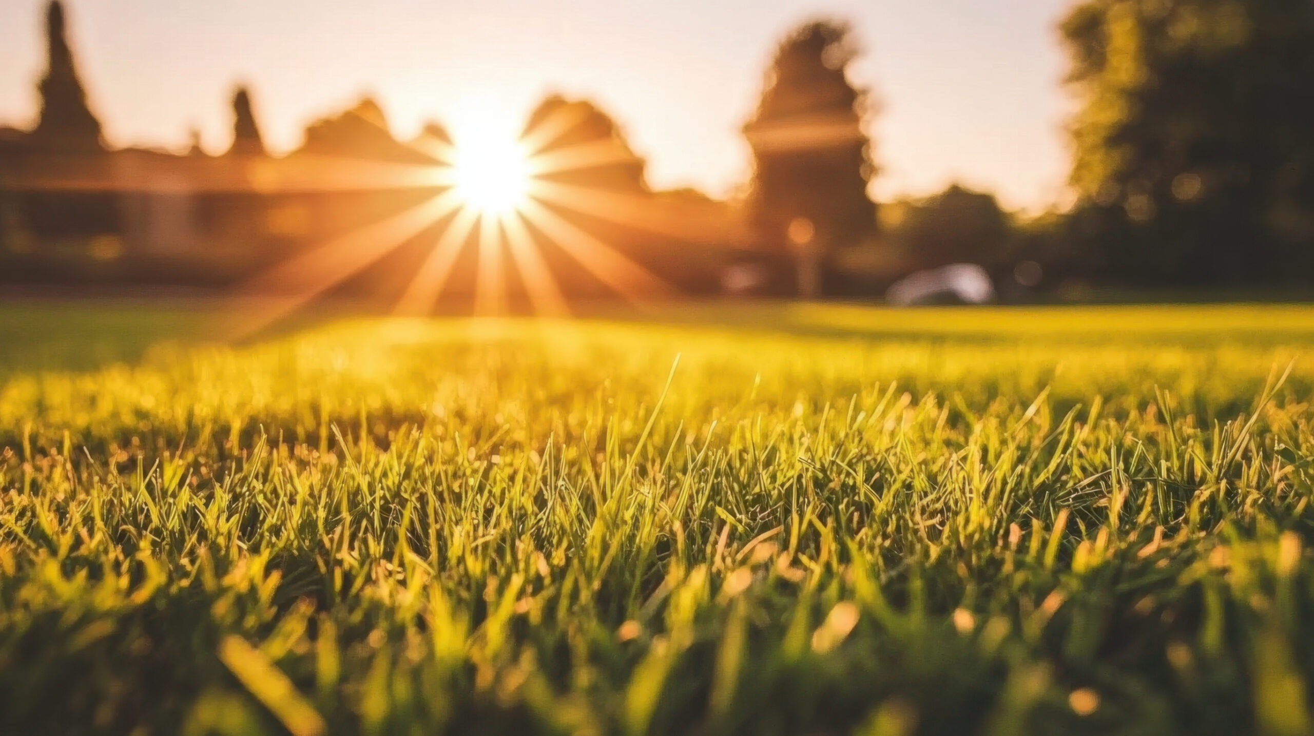 Close-up of green grass in a field with the sun shining brightly in the background, casting a warm golden light and long shadows, with trees and blurred shapes in the distance.