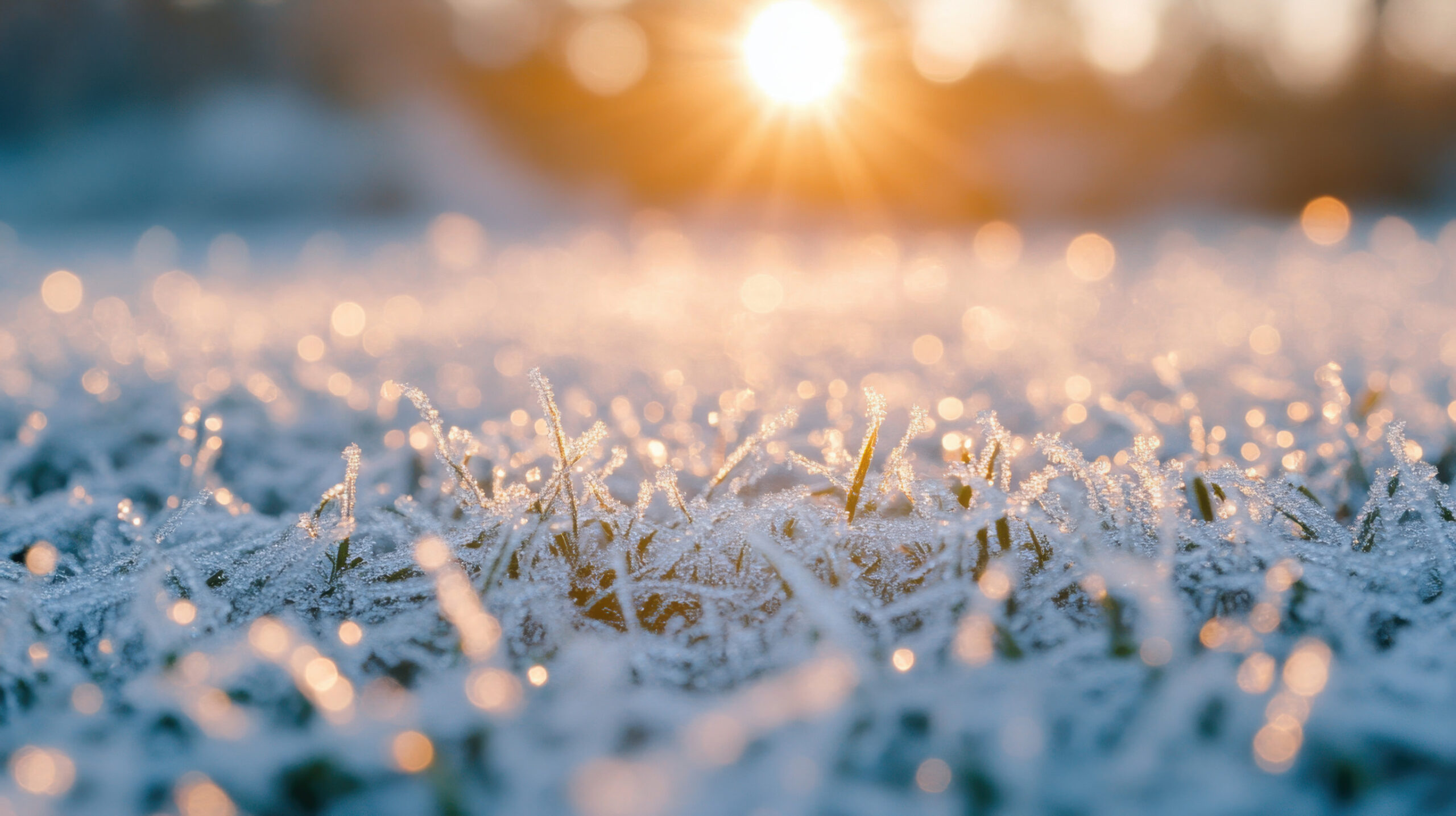 Close-up of frosty grass covered in ice crystals, with the warm sun rising in the background and creating a soft, glowing light over the frozen landscape.
