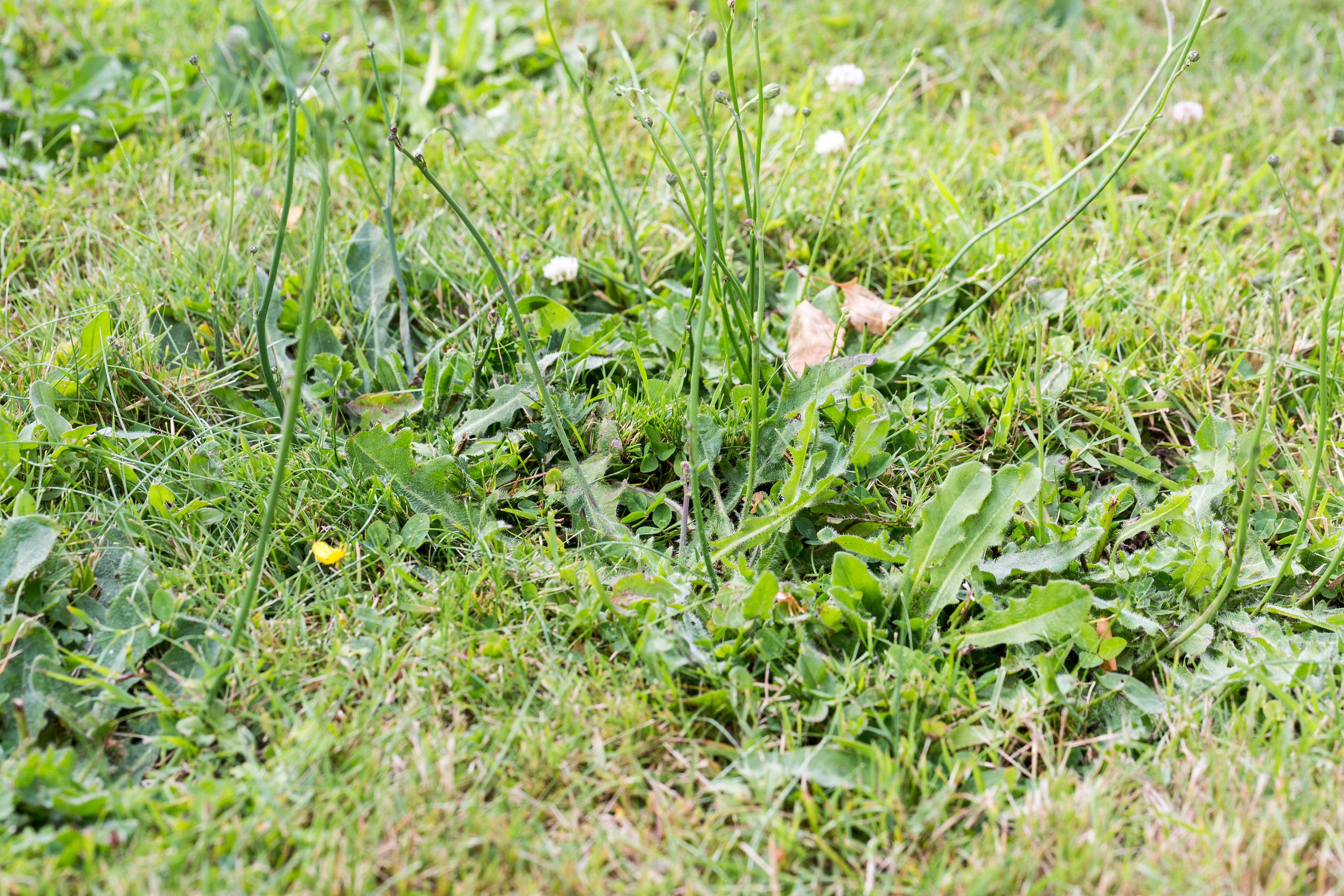 Close-up of a patch of grass with green dandelion leaves, a few dandelion stems, yellow wildflowers, and small white clover flowers visible among the grass.
