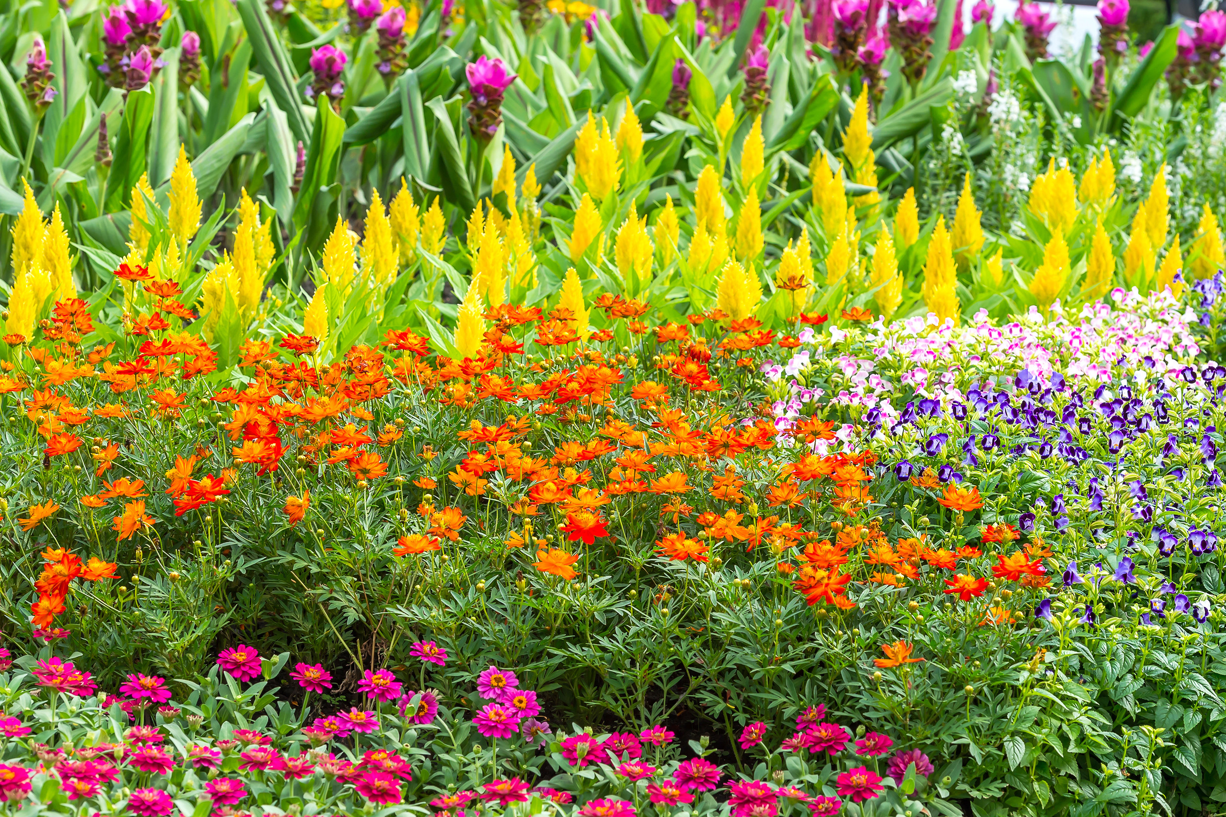 A vibrant flower bed with clusters of orange, yellow, pink, and purple flowers surrounded by lush green foliage. The mix of shapes and colors creates a lively, colorful garden scene.