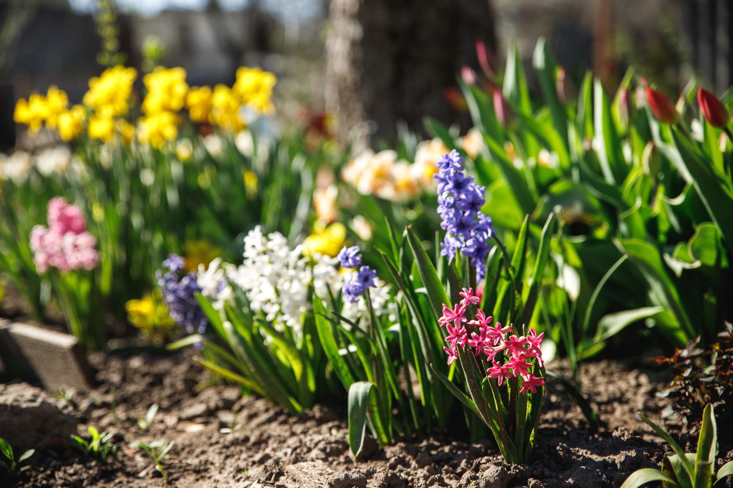 Colorful spring flowers, including purple, pink, yellow, and white blooms, grow in a garden bed with green leaves and sunlight shining on the vibrant plants. The background is softly blurred.