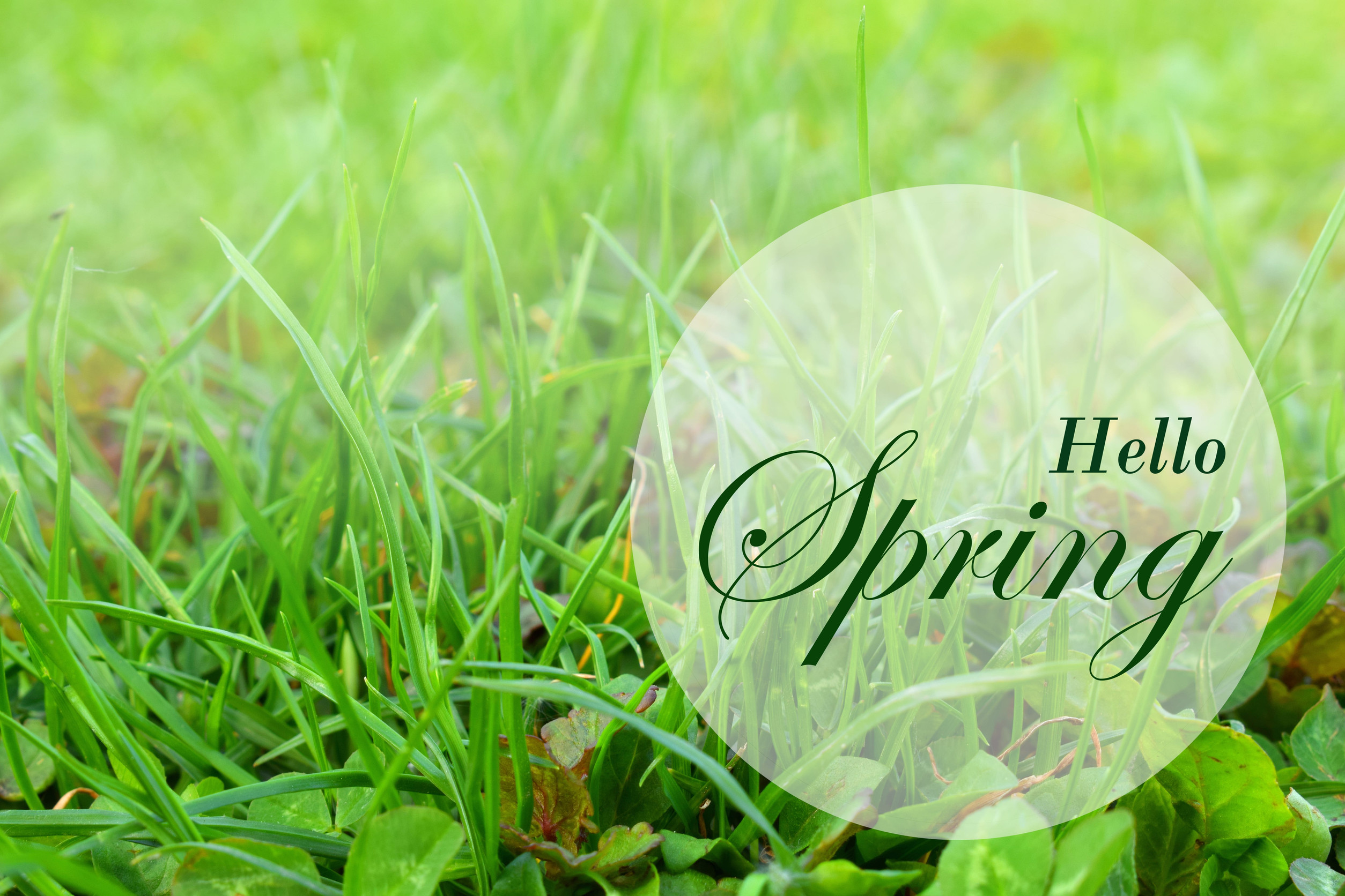 Close-up of fresh green grass with a translucent white circle overlay. Inside the circle, the text reads, "Hello Spring" in elegant green script. The background is bright and blurry, evoking a springtime feel.