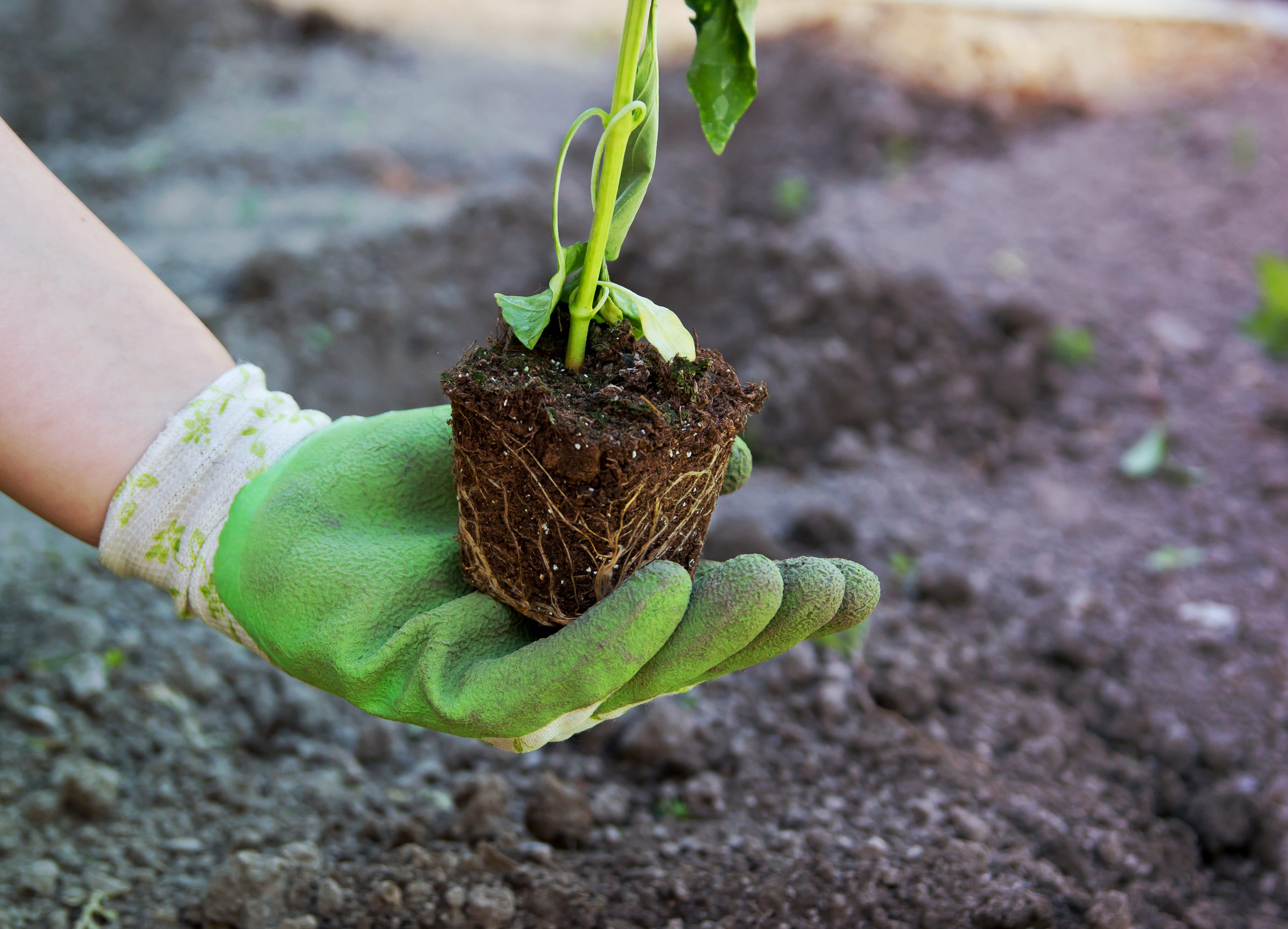 A hand wearing a green gardening glove holds a small plant with soil and exposed roots, preparing to plant it in freshly-tilled garden soil.