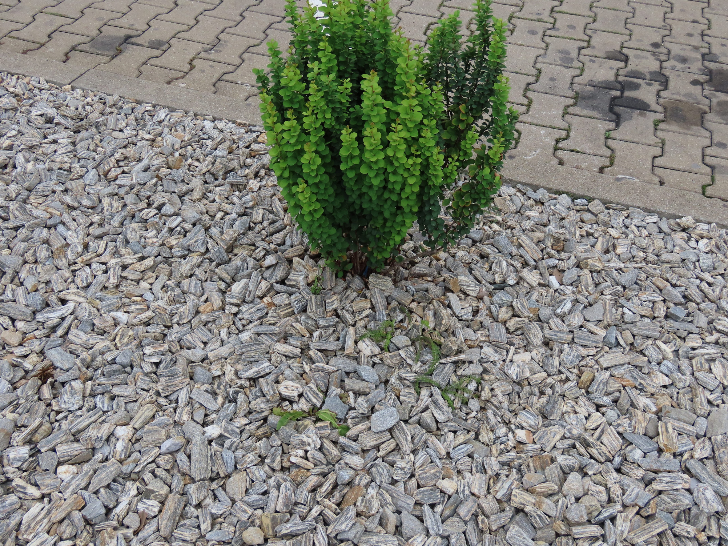 Want a Stunning Yard? – The Natural Beauty of Rock Gardens