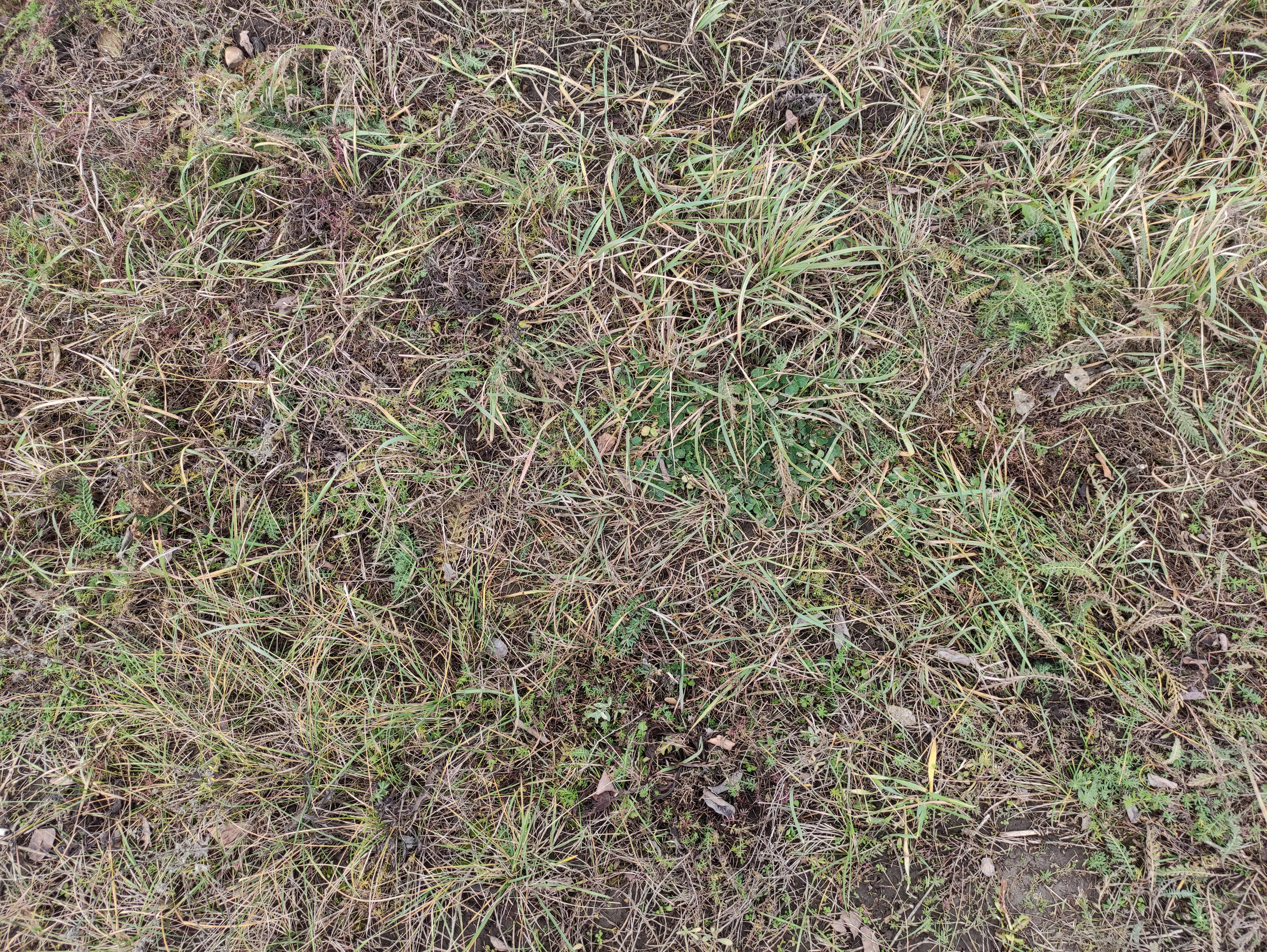 How to Repair Dry Patches in Your Lawn