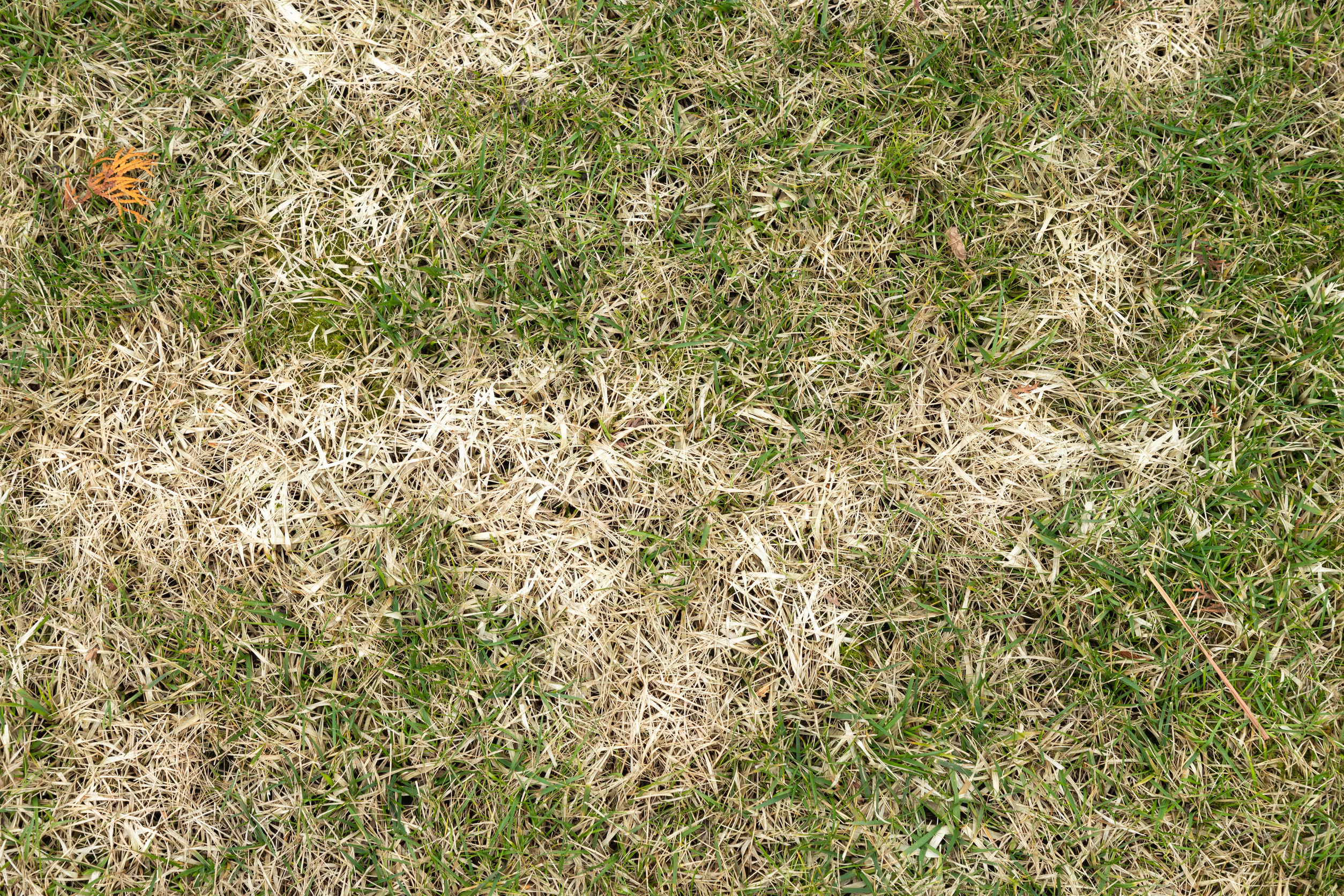 The Hidden Reasons Your Lawn Stays Brown