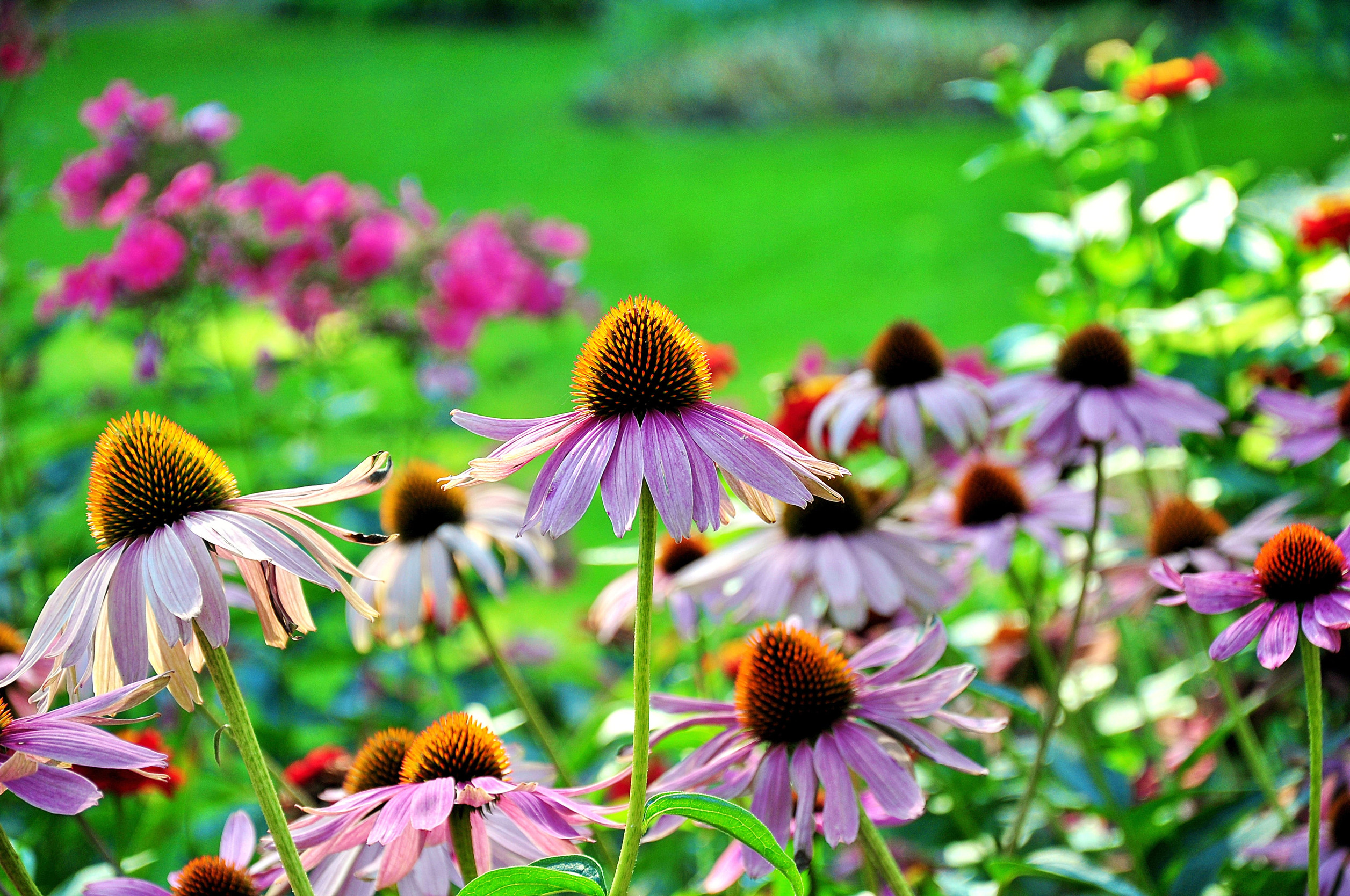 Native Plants for Beautiful Brainerd Landscapes