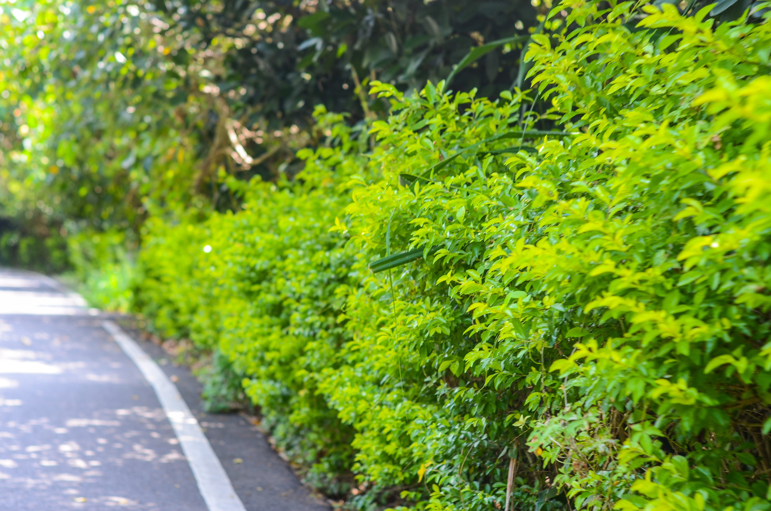Best Privacy Shrubs for Minnesota Yards