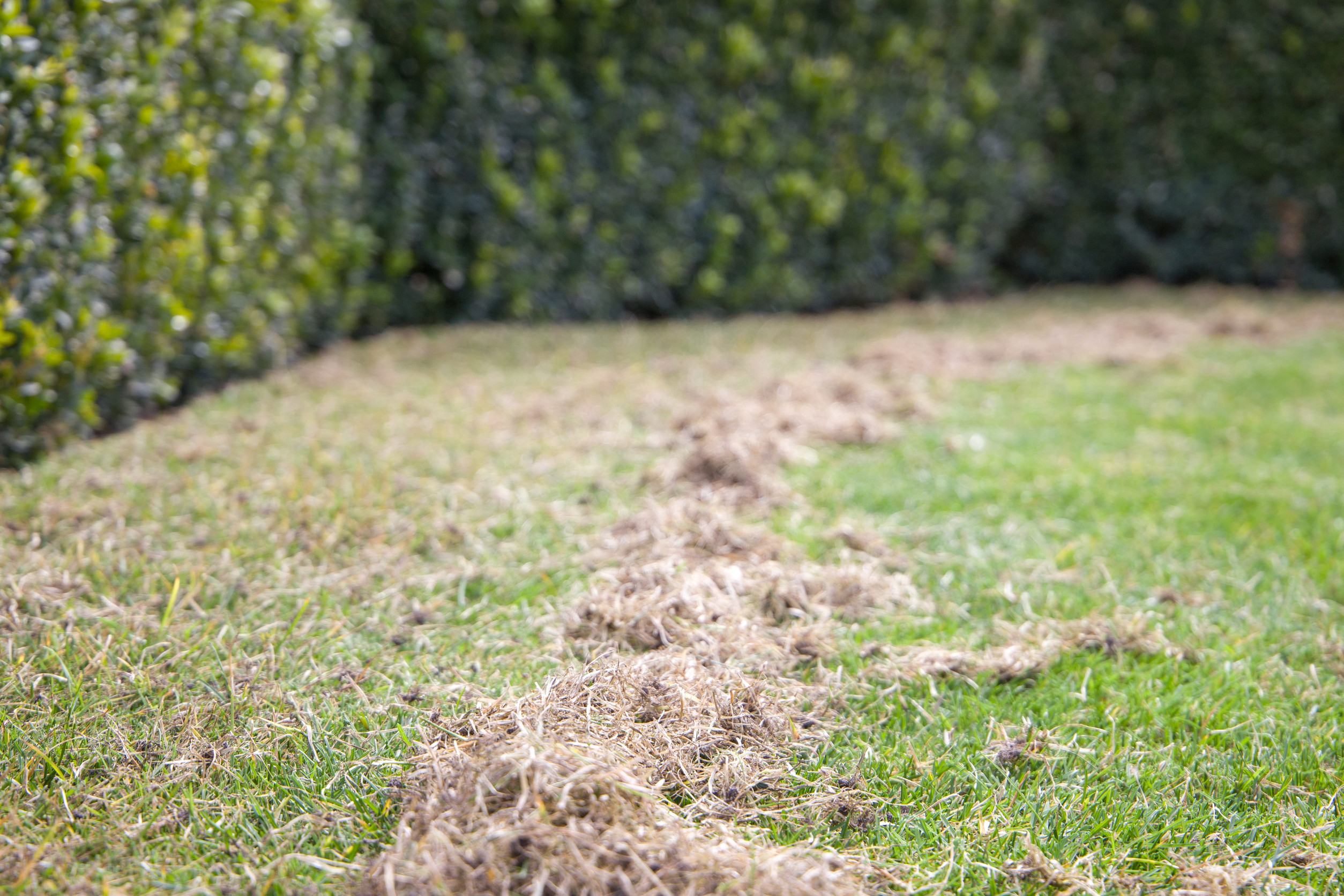 Best Time to Dethatch for a Healthier Minnesota Lawn