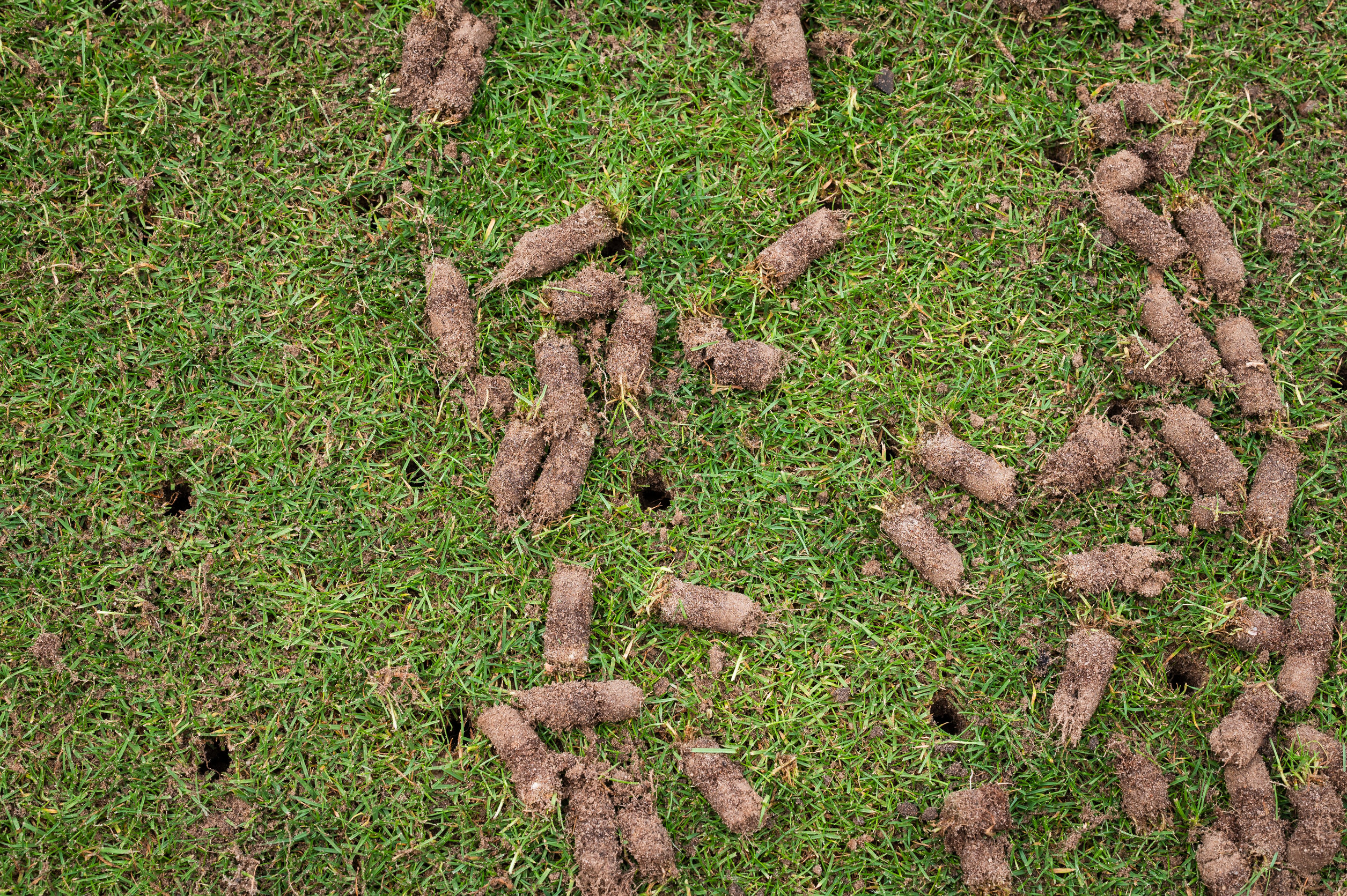 Early Fall: The Essential Minnesota Lawn Aeration